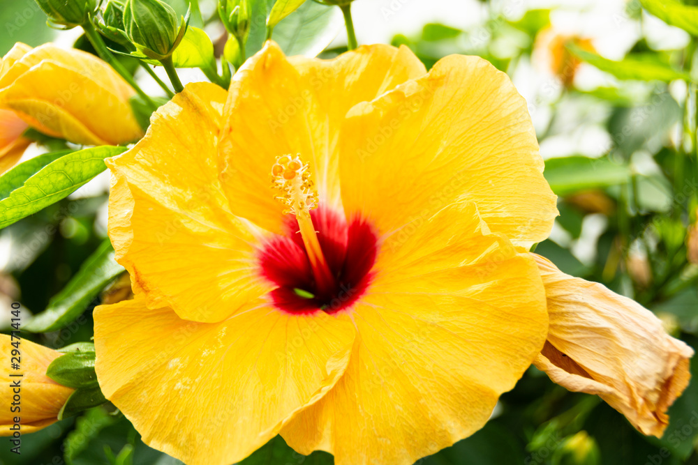 yellow flower in focus with stamen filled with pollen yellow flower in focus with stamen filled with pollen