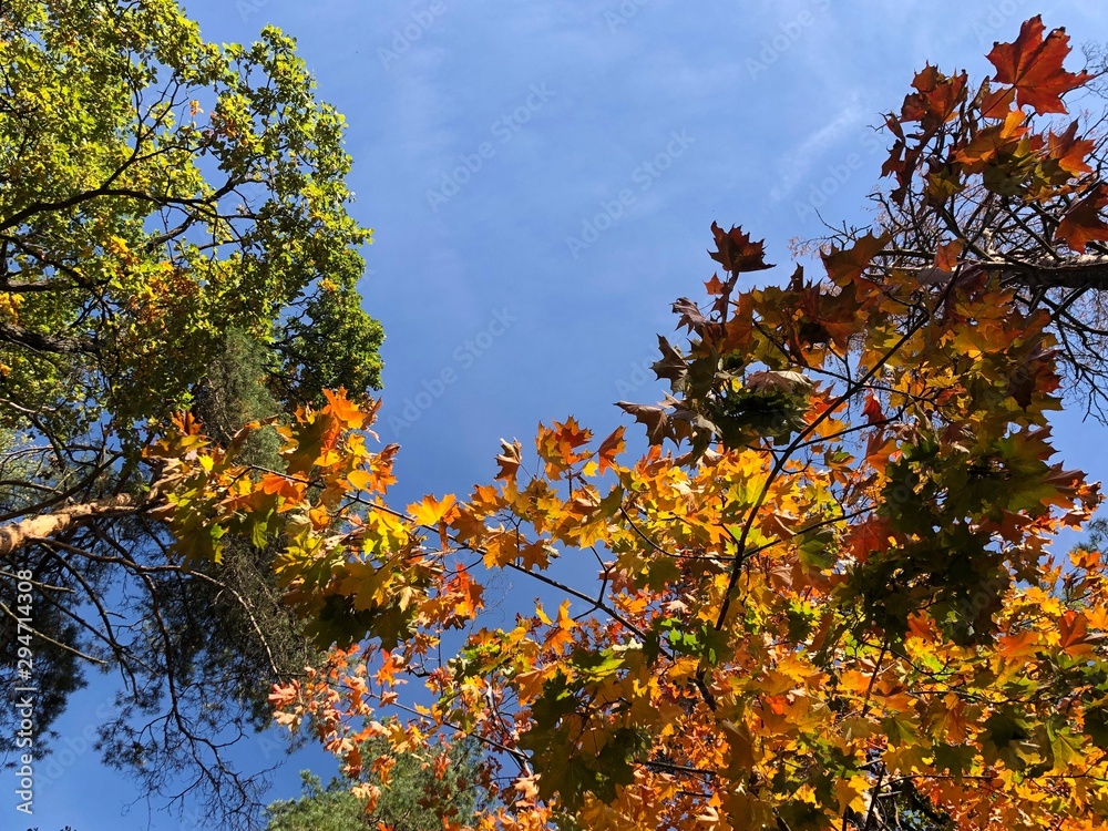 Trees in the autumn forest against the blue sky. Branches of coniferous and deciduous trees in sunny weather. Golden autumn in nature. Trees in the autumn forest against the blue sky. Branches of coniferous and deciduous trees in sunny weather. Golden autumn in nature.