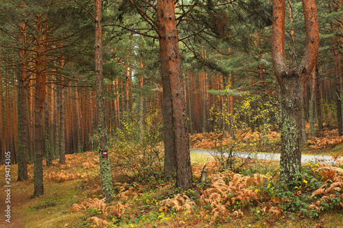 The pine forests of Valsain in autumn photo