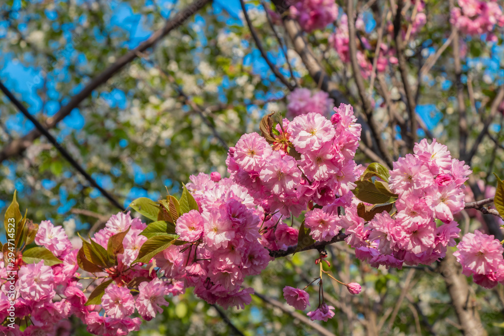 Pink sakura flower blossom in spring time with Soft focus, over blue sky. Sunlight natural background with copy space. Pink sakura flower blossom in spring time with Soft focus, over blue sky. Sunlight natural background with copy space.