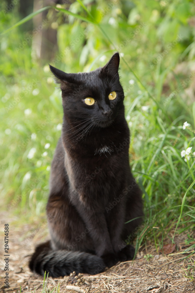 Bombay black cat portrait in green grass. Outdoors, nature