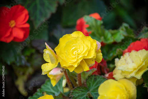 Yellow Begonia in full bloom with water droplets
