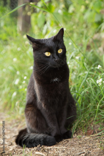 Bombay black cat portrait in green grass. Outdoors, nature