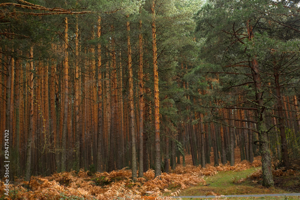 Fototapeta premium Wild pines in the Guadarrama forests