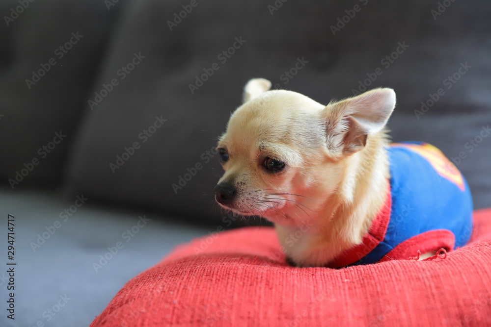 Beautiful mini beige chihuahua dog puppy wearing in blue T-shirt laying on red cushion, grey background, dog fashion clothes Beautiful mini beige chihuahua dog puppy wearing in blue T-shirt laying on red cushion, grey background, dog fashion clothes
