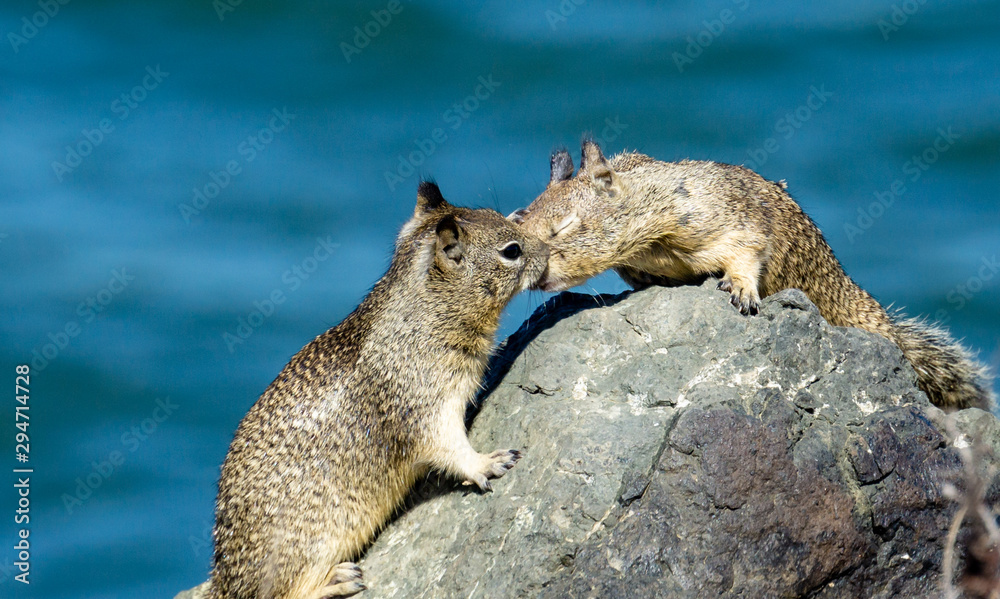 Naklejka premium Two California ground squirrels kissing nose to nose.