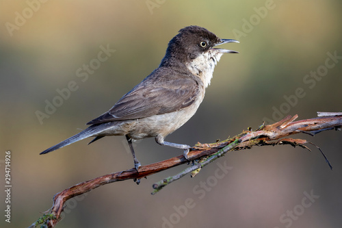 Western Orphean warbler , sylvia hortensis,, in its natural environment photo
