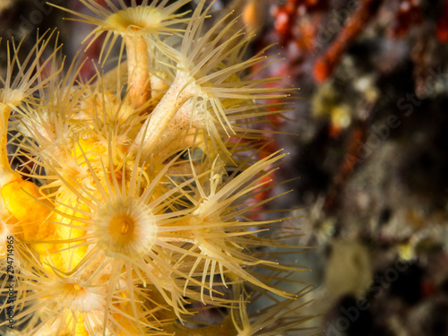 Parazoanthus axinellae yellow anemone underwater