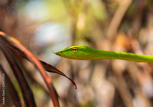 snake in grass