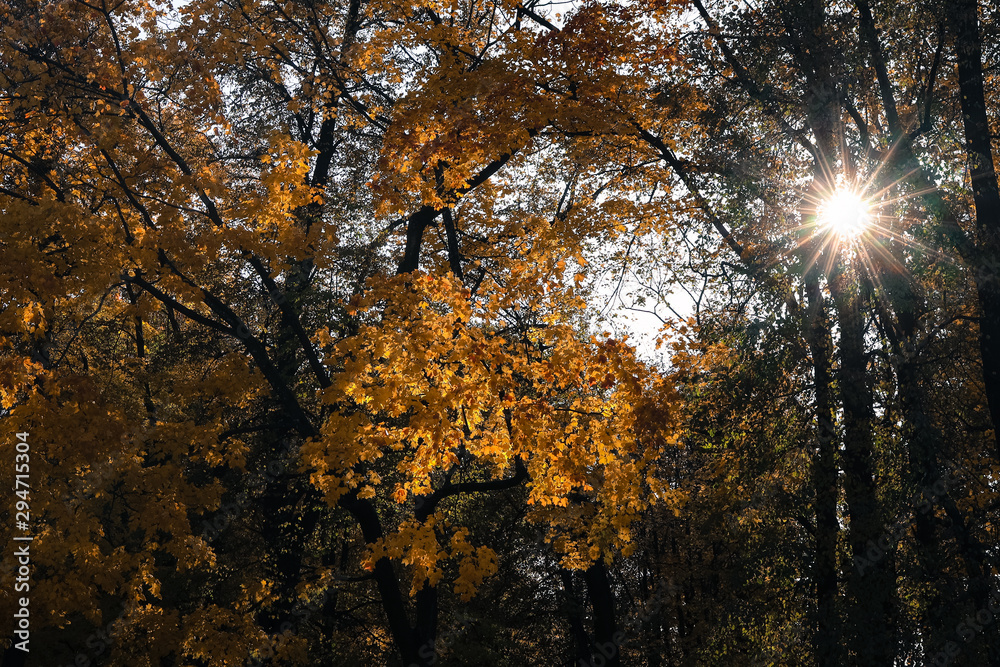 Obraz premium autumn in the forest, sunlight