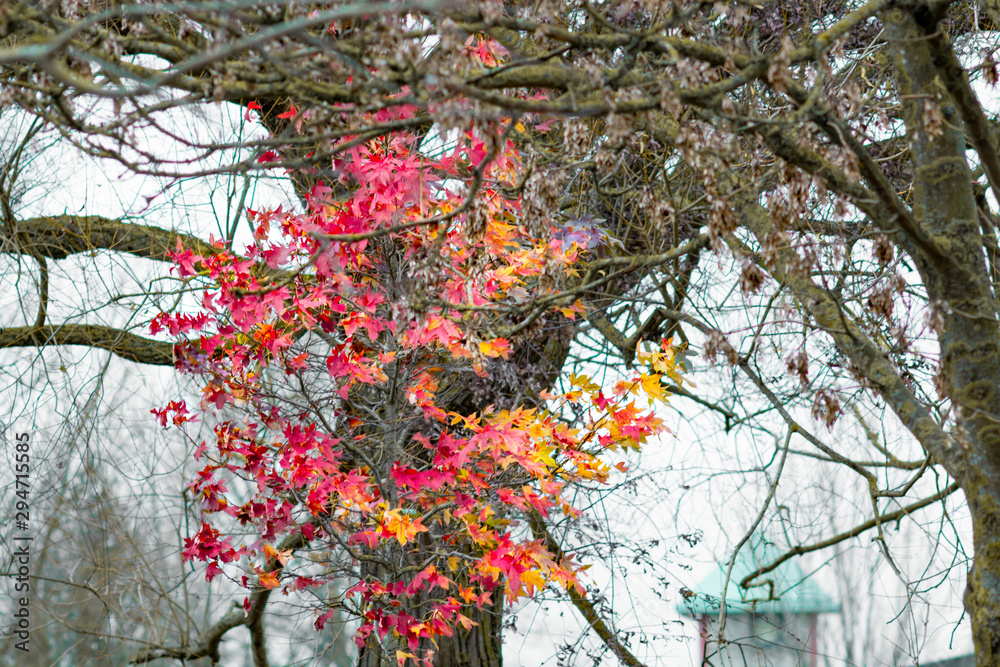 Red and yellow leaves on tree branches in Autumn season