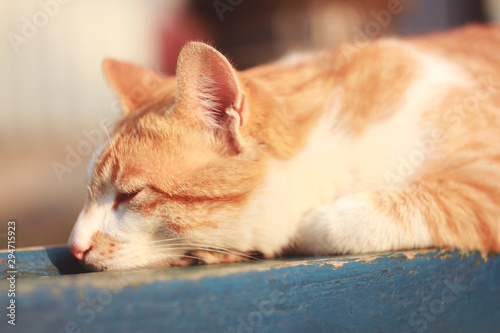 Fototapeta Naklejka Na Ścianę i Meble -  Sleeping red tabby cat on a bench in the park