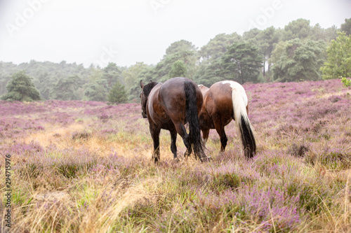 Pferde in der regnerischen Heide © Nadine Haase