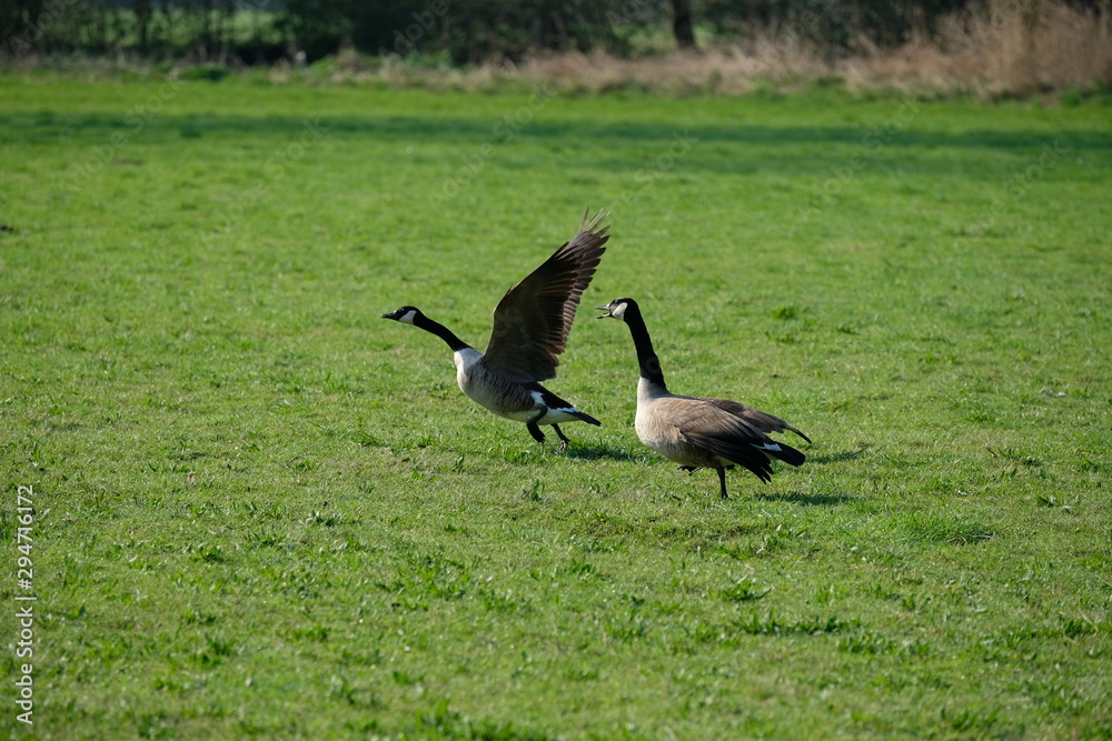 Fototapeta premium Gänse auf der Wiese 