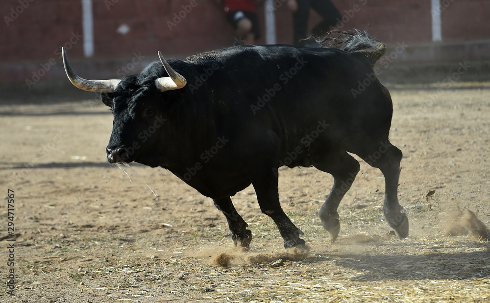 toro negro español corriendo en una plaza de toros toro negro español corriendo en una plaza de toros