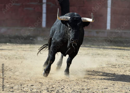 toro bravo español en plaza de toros