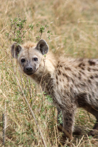 Close up of a spotted Hyena or hyaena at the Masai Mara National Reserve, Kenya, Africa.