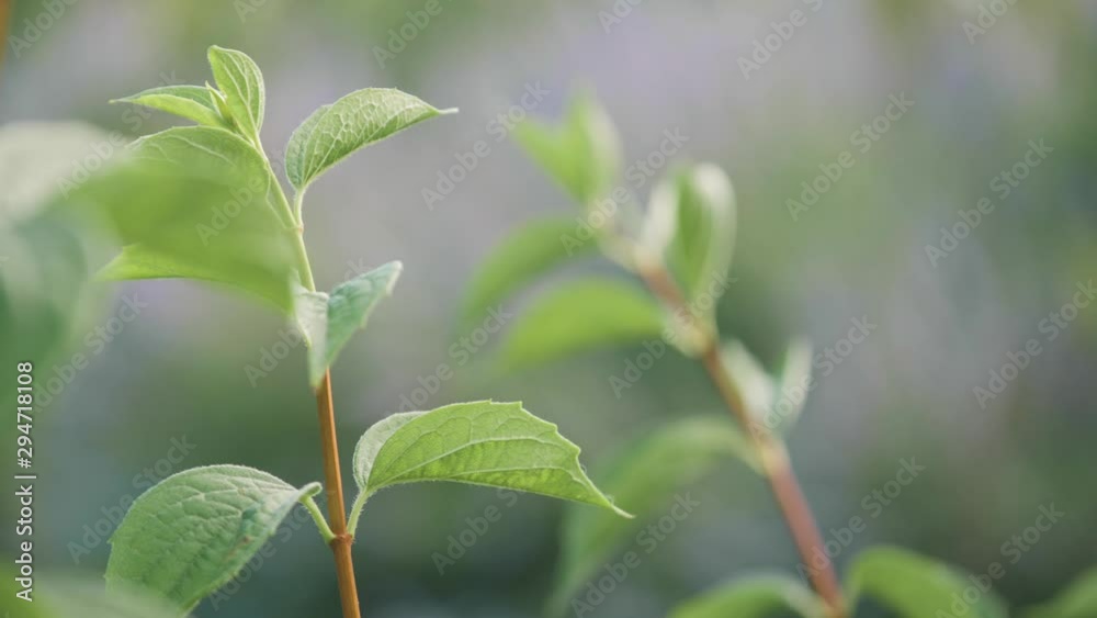New life plant leaf sprouts to lavender bushes outdoor, rack focus close up. New life plant leaf sprouts to lavender bushes outdoor, rack focus close up.