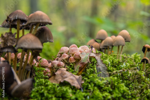 poisonous mushrooms in the woods © Obserwatornia.pl