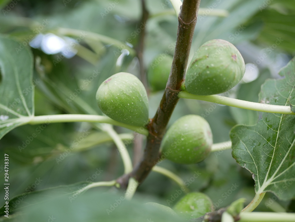 Green Fig berries on a branch with leaves on a Sunny summer day. Tropical fruits on the branches. Vegetarian food.