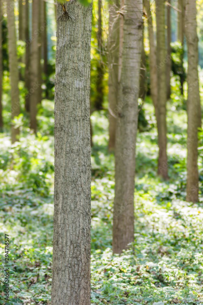 The trees and the canopy of young poplar trees on the bank of the Danube River The trees and the canopy of young poplar trees on the bank of the Danube River