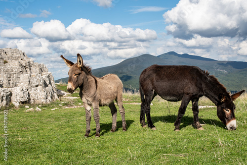 Donkeys on Mount Labbro at the hermitage of David Lazzaretti. photo