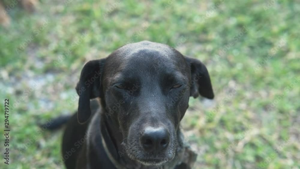 A dog looking up at the camera. A dog looking up at the camera.