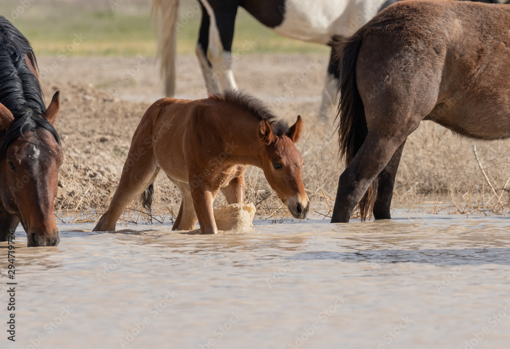 Obraz premium Wild horses Drinking at a Desert Waterhole in Utah