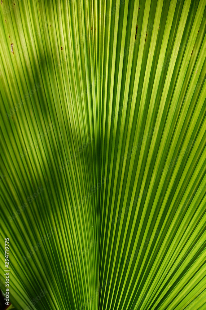 Palmenblatt von unten Palmenblatt von unten