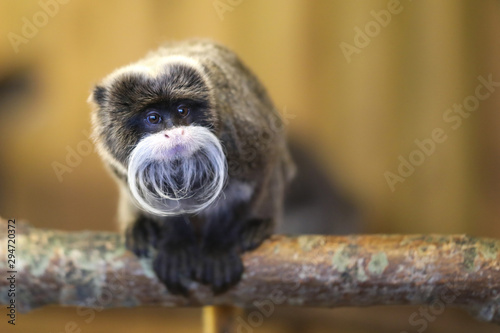 Emperor Tamarin Monkey © UniquePhotoArts