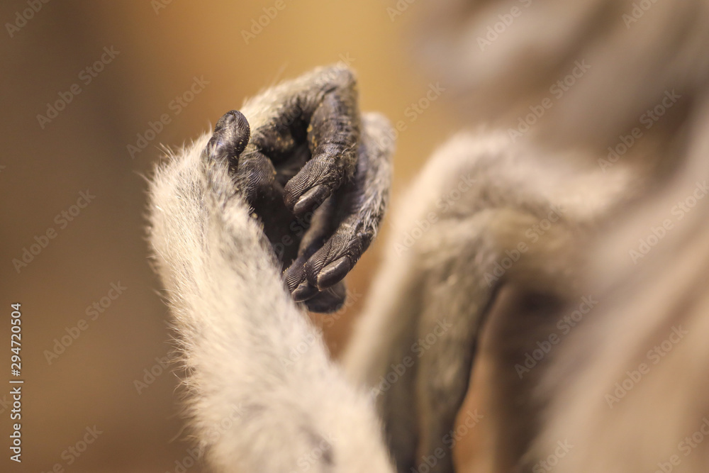 The hand of a Monkey