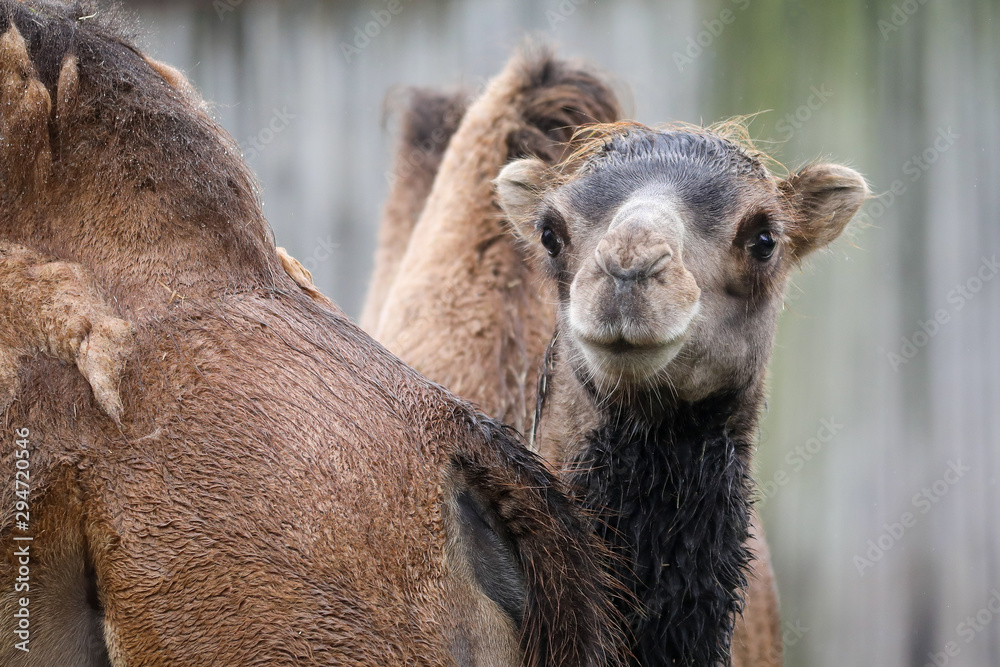 Fototapeta premium Camel