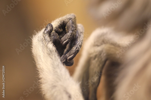 The hand of a Monkey © UniquePhotoArts
