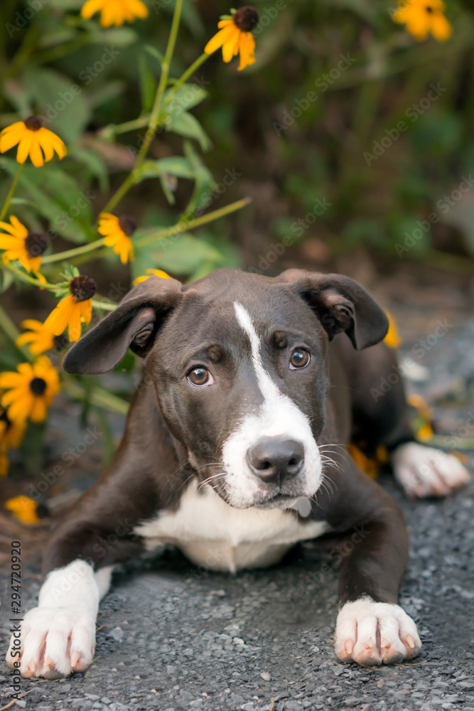 Black and white dog laying down next to sunflowers