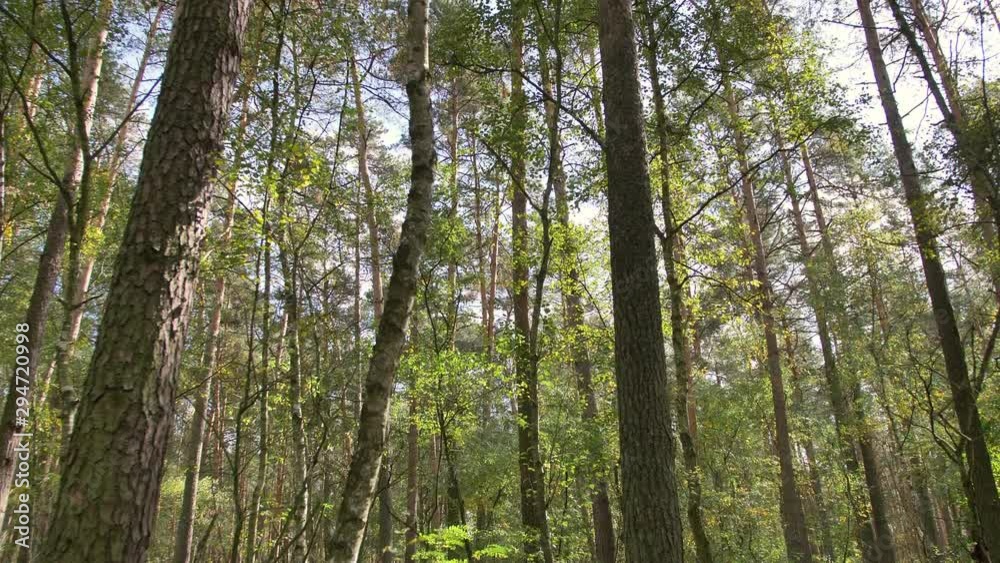 Morning in beautiful wood, with old, great trees. Morning in beautiful wood, with old, great trees.