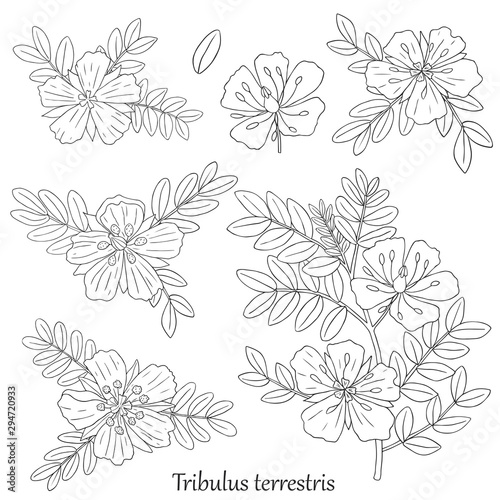 Medicinal herbs collection. Vector hand drawn illustration of a plant Tribulus Terrestris on a white backround