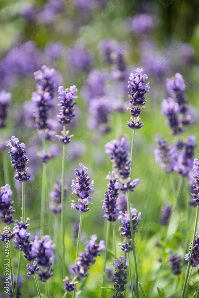 Naklejka premium Detail of blossoming lavender flowers