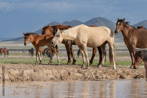 Wild horses Drinking at a Desert Waterhole in Utah © natureguy