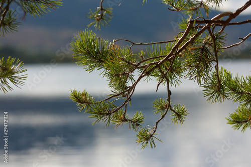pine tree needles over calm water
