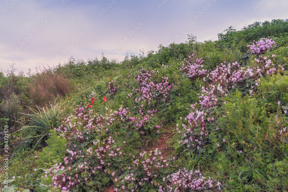 Glade of wild blooming pink purple cyclamen and tulips. Spring landscape Glade of wild blooming pink purple cyclamen and tulips. Spring landscape