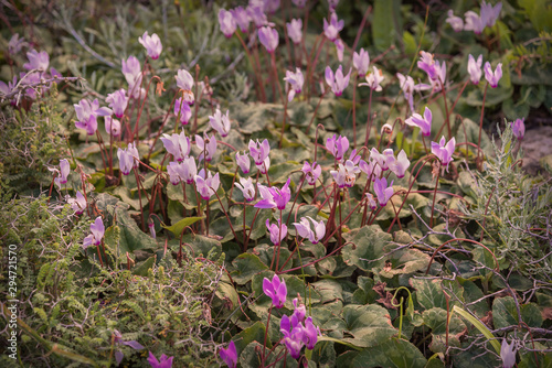 Glade of wild blooming purple cyclamen. Cyclamen purpurascens. Spring landscape. Photo for wallpaper, background, interior