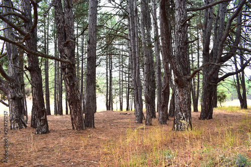 Autumn pine forest in cloudy weather, tree trunks.