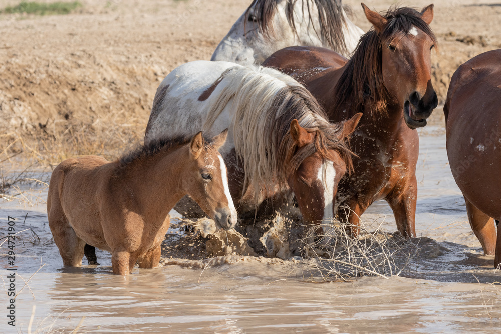 Obraz premium Wild horses Drinking at a Desert Waterhole in Utah