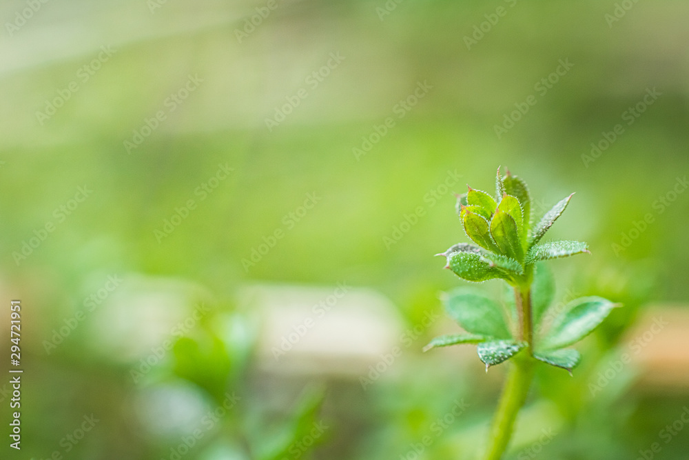 Galium aparine cleavers, clivers, goosegrass, catchweed, stickyweed, robin-run-the-hedge, sticky willy, sticky willow, stickyjack, stickeljack, and grip grass close-up In the spring Galium aparine cleavers, clivers, goosegrass, catchweed, stickyweed, robin-run-the-hedge, sticky willy, sticky willow, stickyjack, stickeljack, and grip grass close-up In the spring