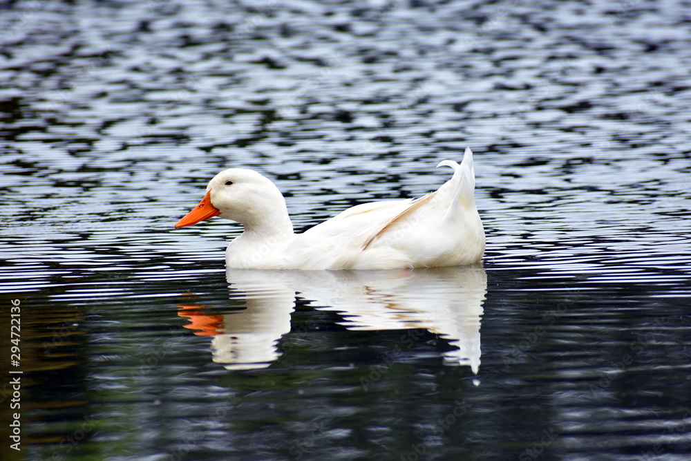 Fototapeta premium White Duck On Water