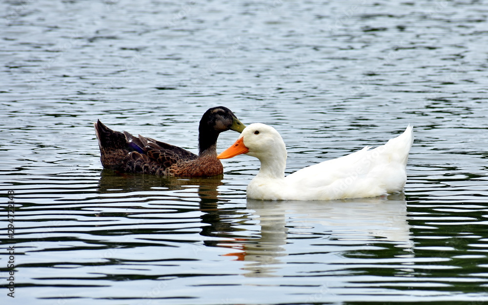 Fototapeta premium Ducks On Water