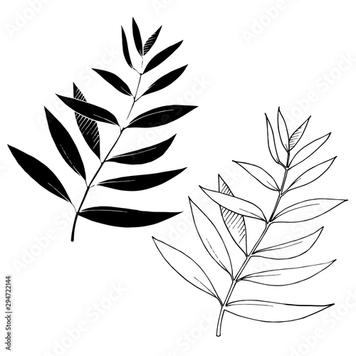 Vector Leaves branch. Black and white engraved ink art. Isolated branches illustration element.