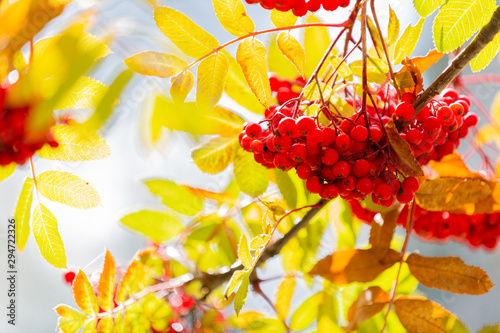 Sunlit Berries photo