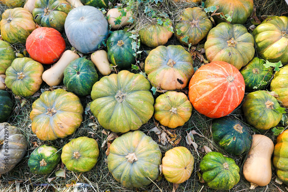 a bunch of colorful pumpkins on hay ready to sale on market