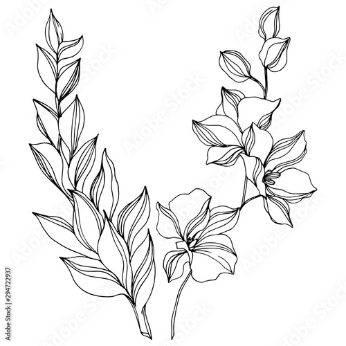 Vector Tropical floral botanical flower. Black and white engraved ink art. Isolated flowers illustration element.